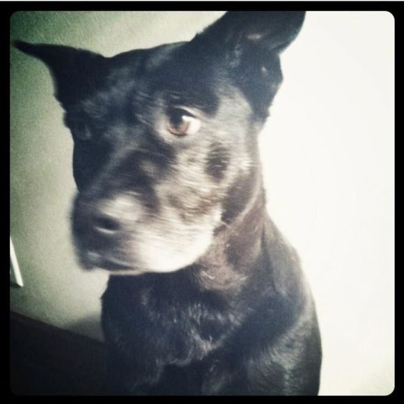 Meet your Posher, Virginia - Picture 1 of 1